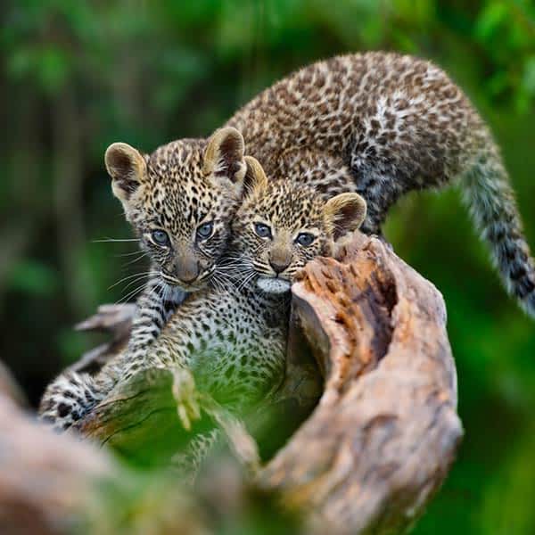 Serengeti N.P
