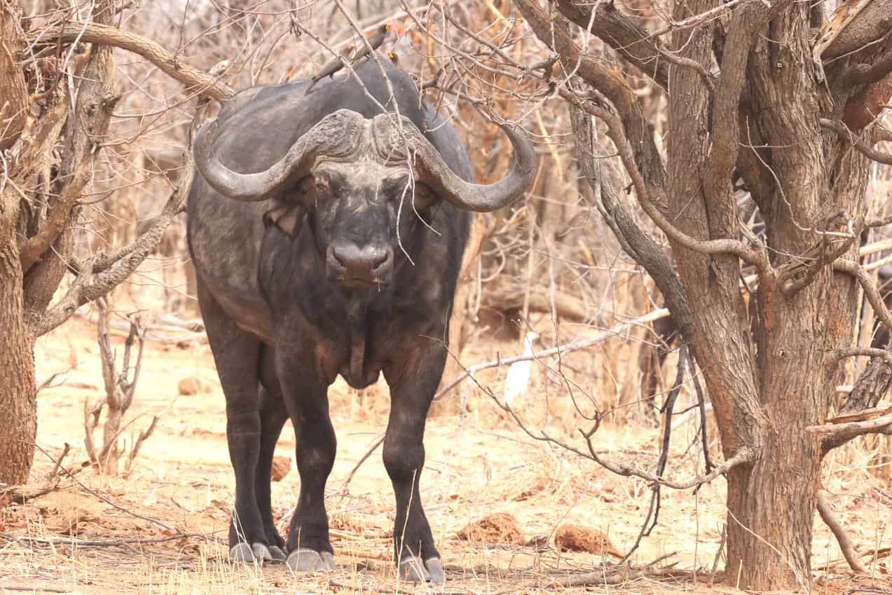 6 Days / 5 Nights Northern Tanzania Safari