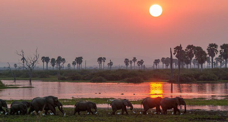 2 Nights / 3 Days Selous Safari