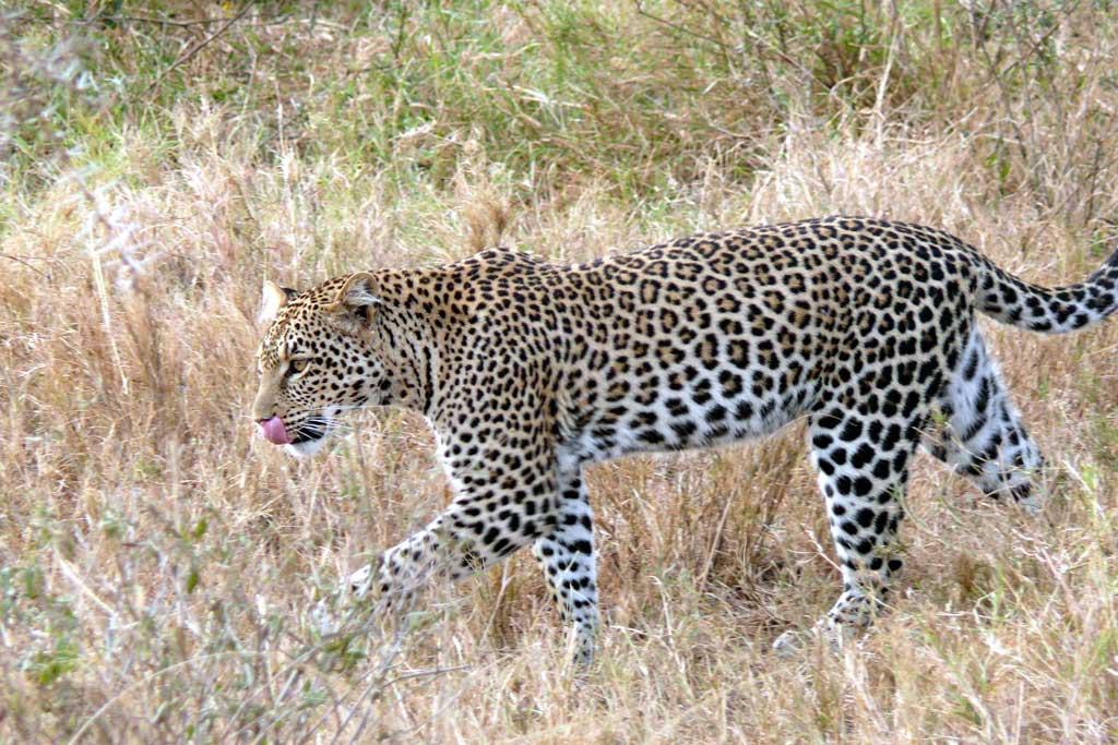 Ruaha Budget safari