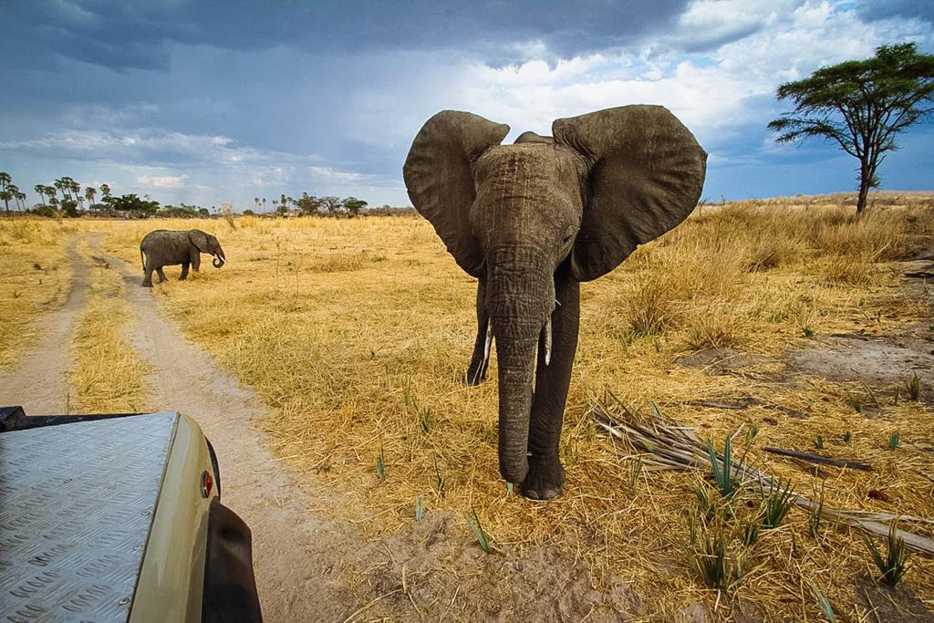 Southern Circuit Safari